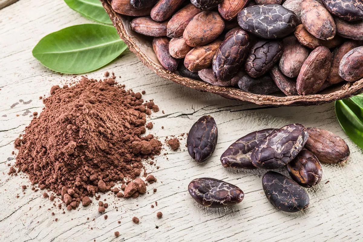 CACAO: El alimento de los Dioses