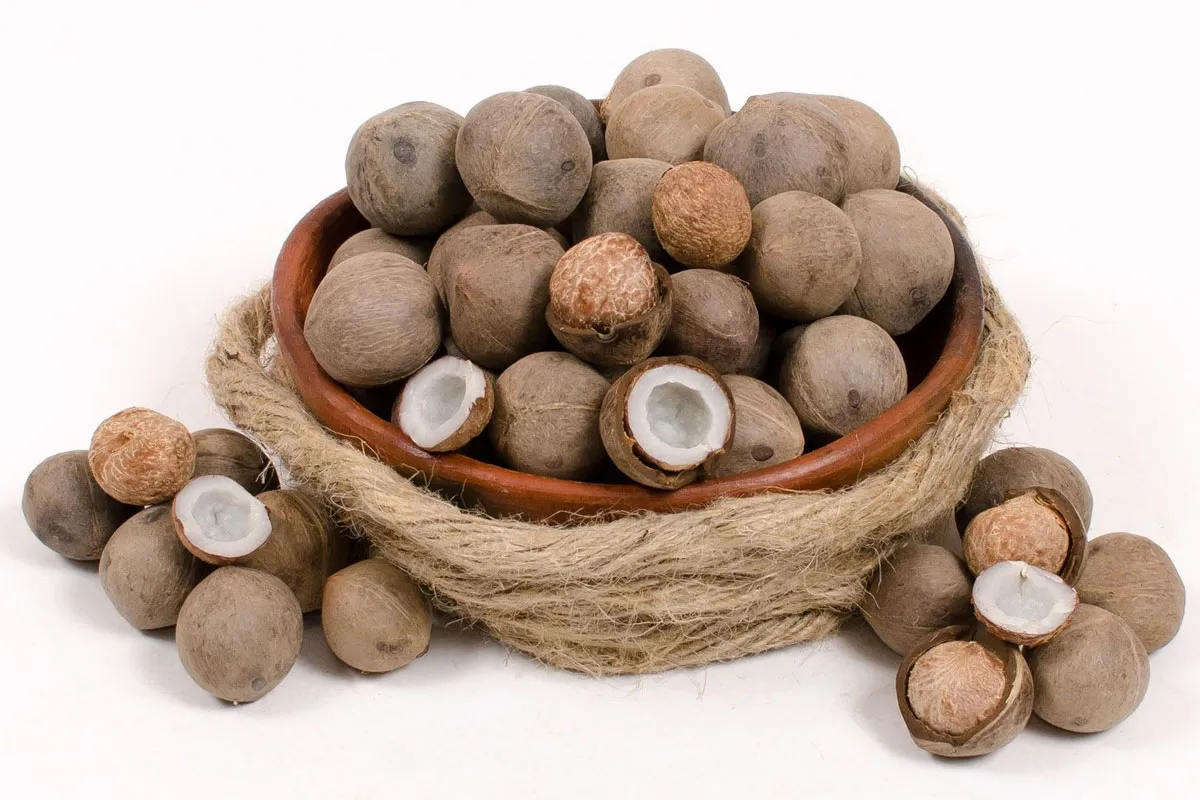 Coco Palma Coco Palma