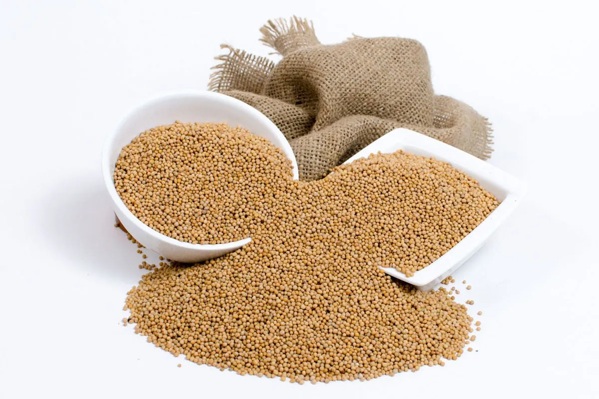 Semilla de Mostaza Amarilla Semilla de Mostaza Amarilla